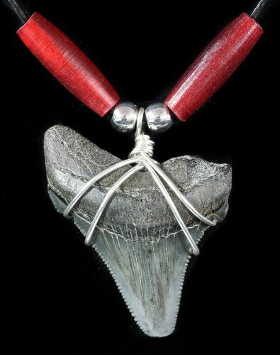 Fossil Angustiden Tooth Necklace - Megalodon Ancestor #47544